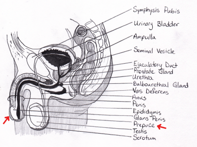 Male Reproductive System Drawing From High School Anatomy Textbook