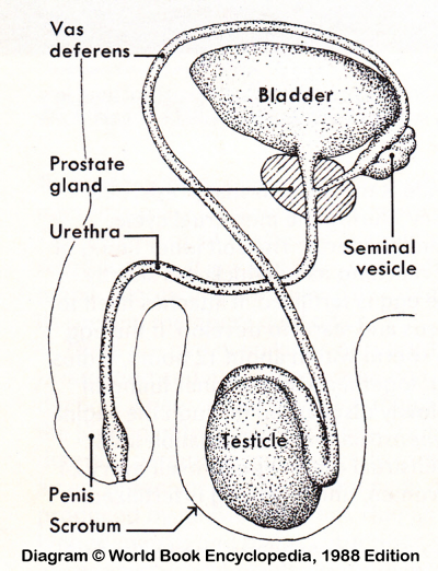 Male Reproductive System Diagram from World Book Encyclopedia, 1988 Edition